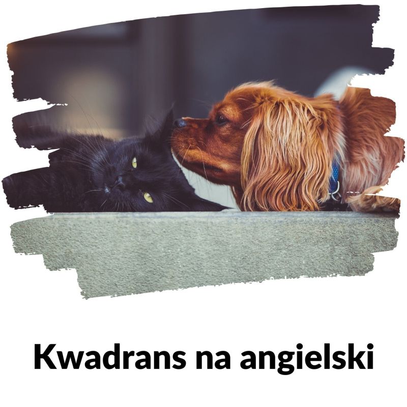 Zwierzęta domowe - Kwadrans Na Angielski - Lekcja 84